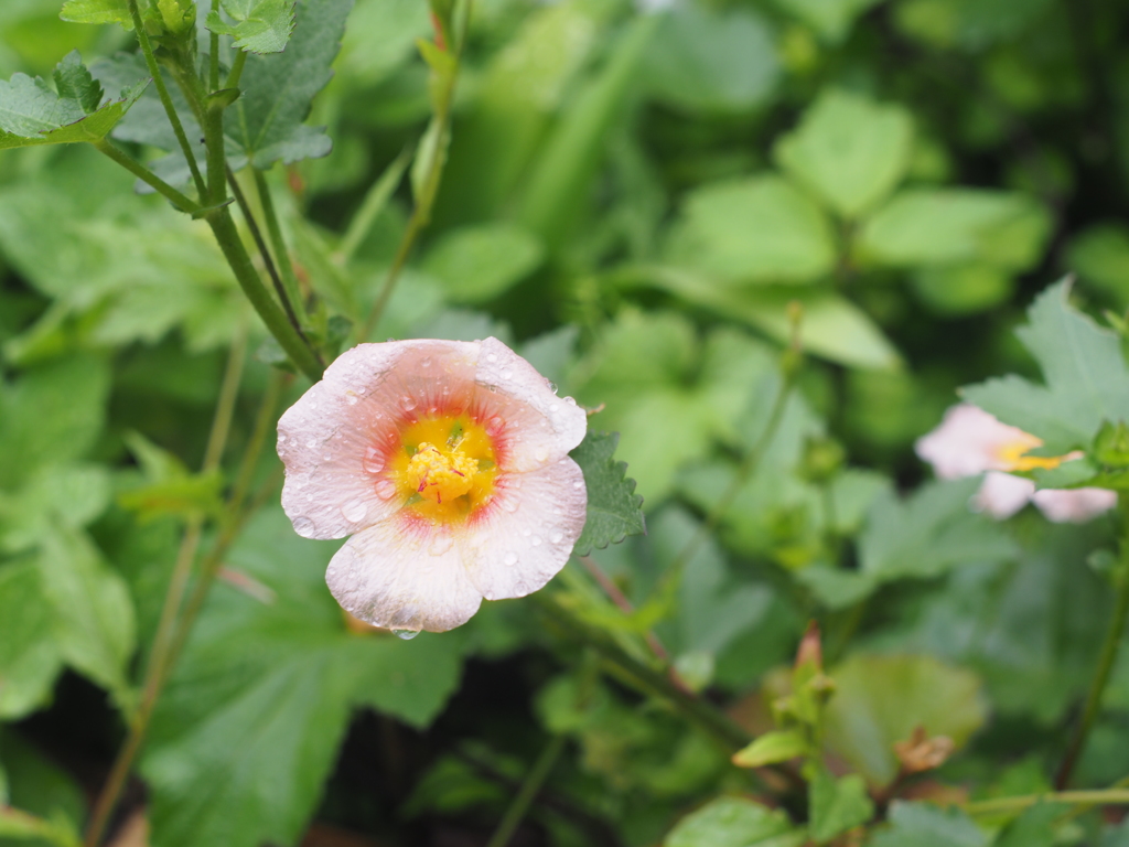 庭の花