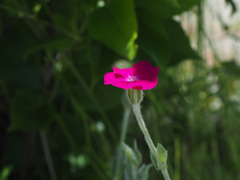 庭の花