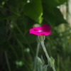 庭の花