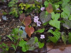 庭の花