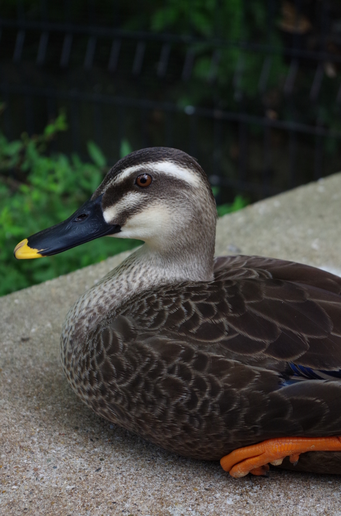 動物園の軽鴨