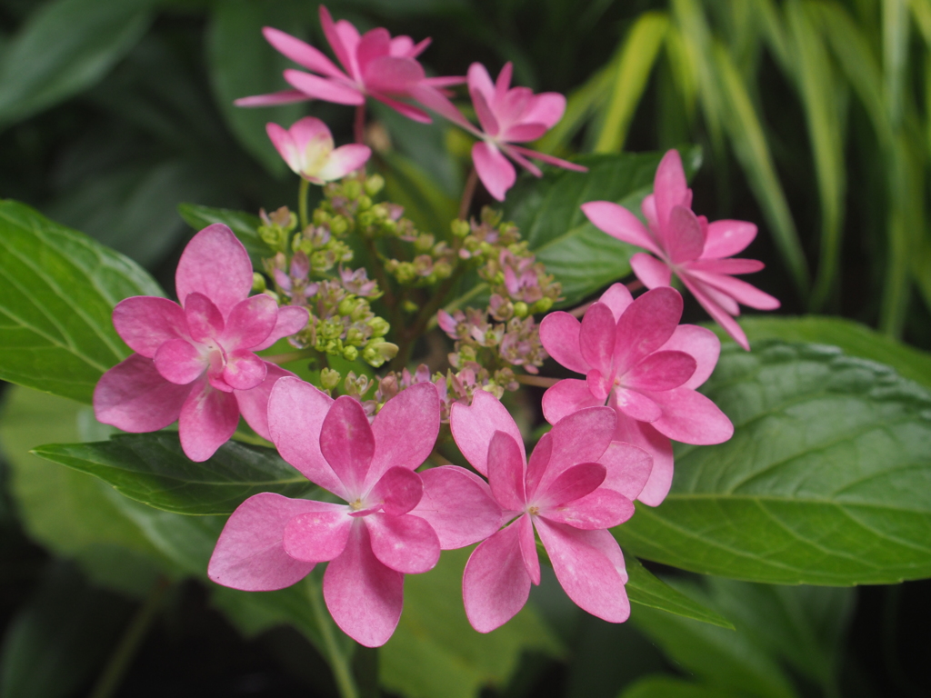 庭の紫陽花