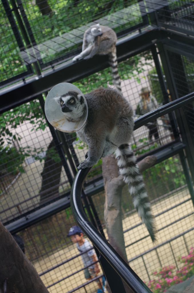 動物園の猿 ～宇宙猿、現る！！～