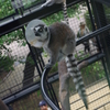 動物園の猿 ～宇宙猿、現る！！～