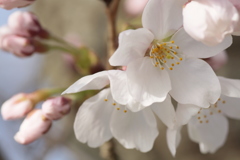 川沿の桜