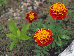 ベンチ横の花