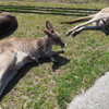 動物園のカンガルー