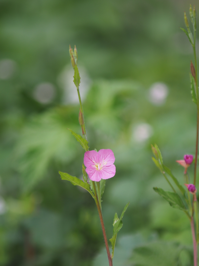 庭の花