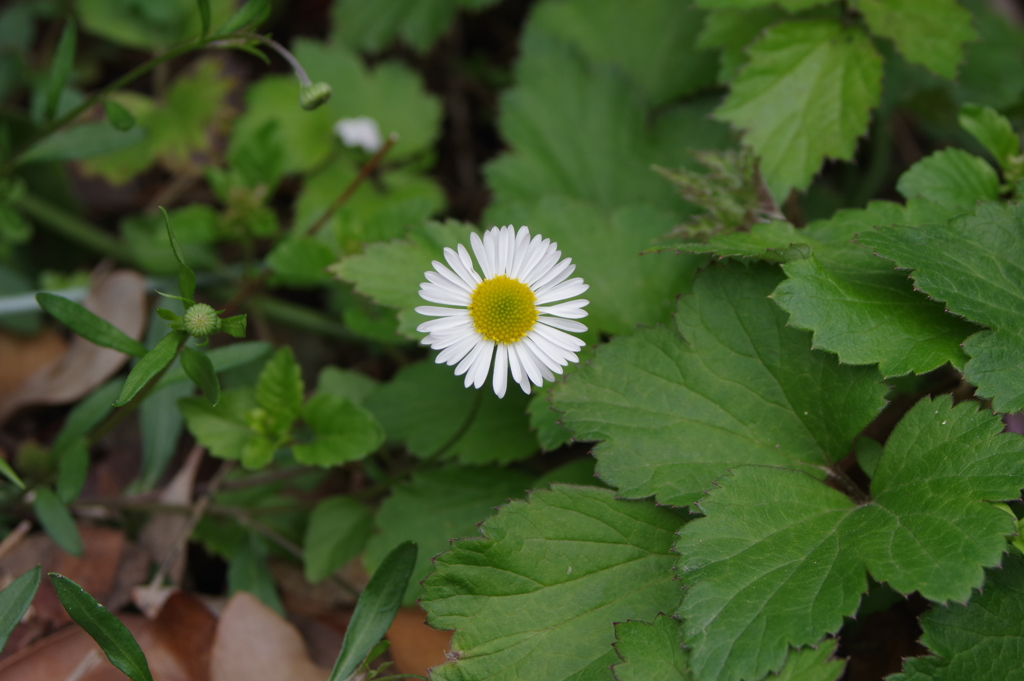 庭の花