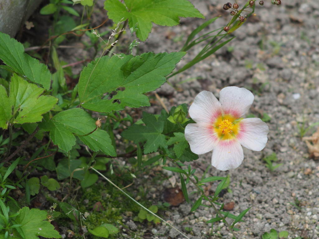 庭の花