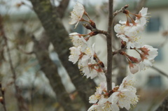 庭の実桜