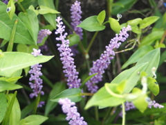 駐車場の花