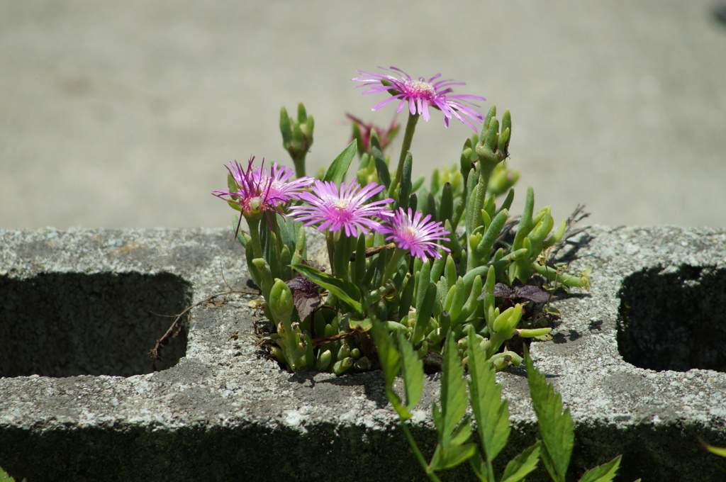 庭の花