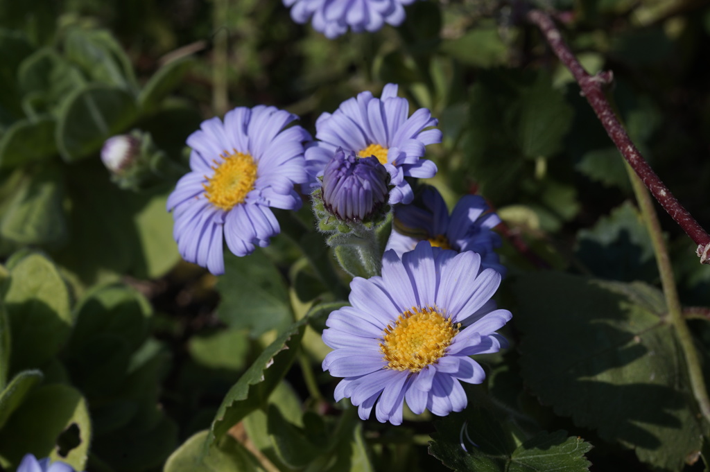 庭の花