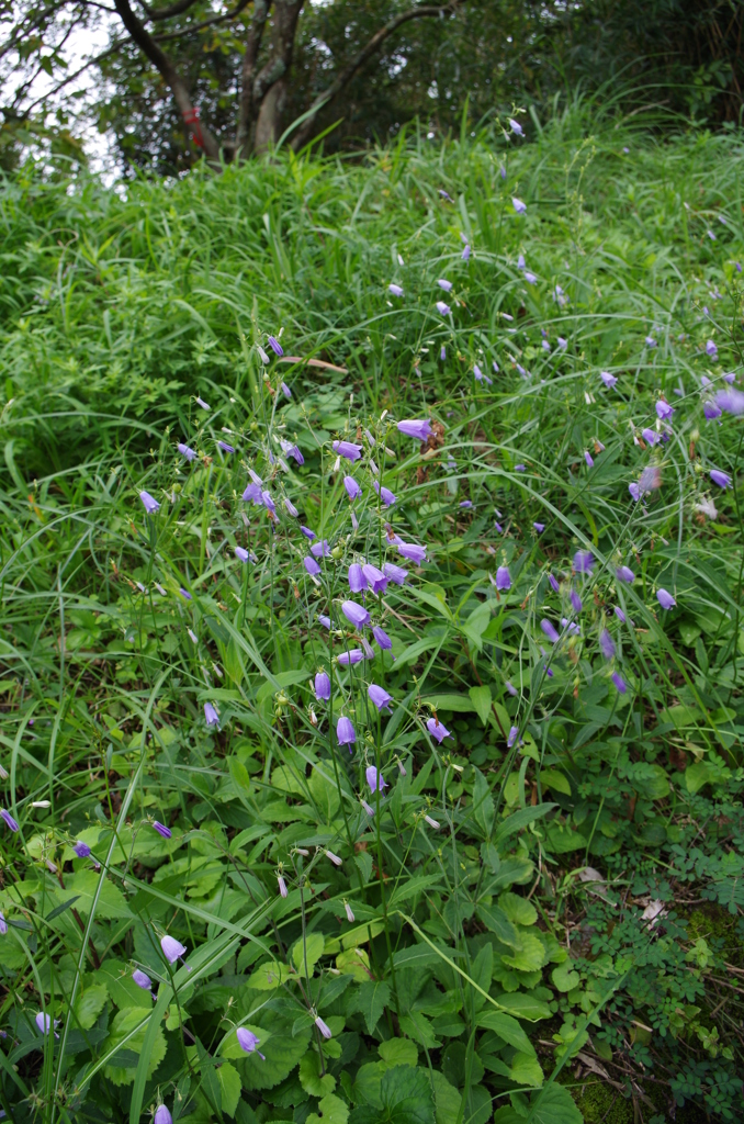 山で見つけた花