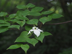 山で見つけた花