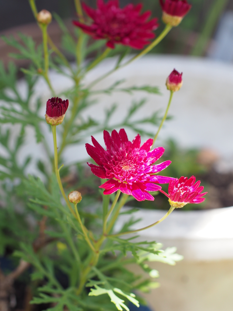 庭の花