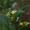 庭の花