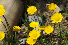 庭の花