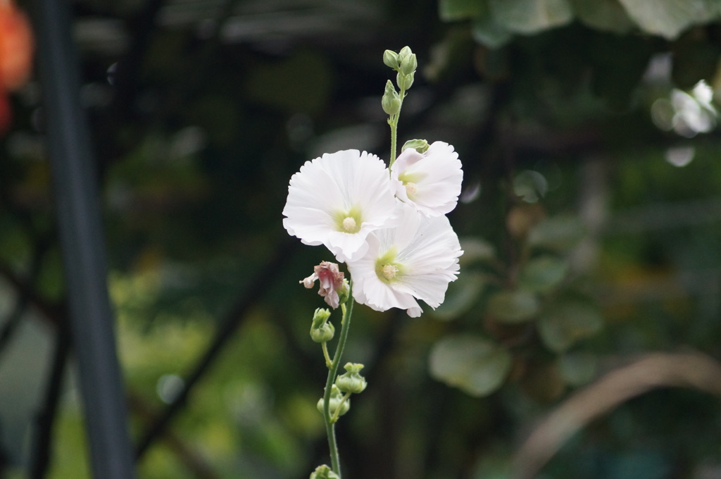 庭の花