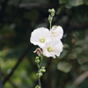 庭の花