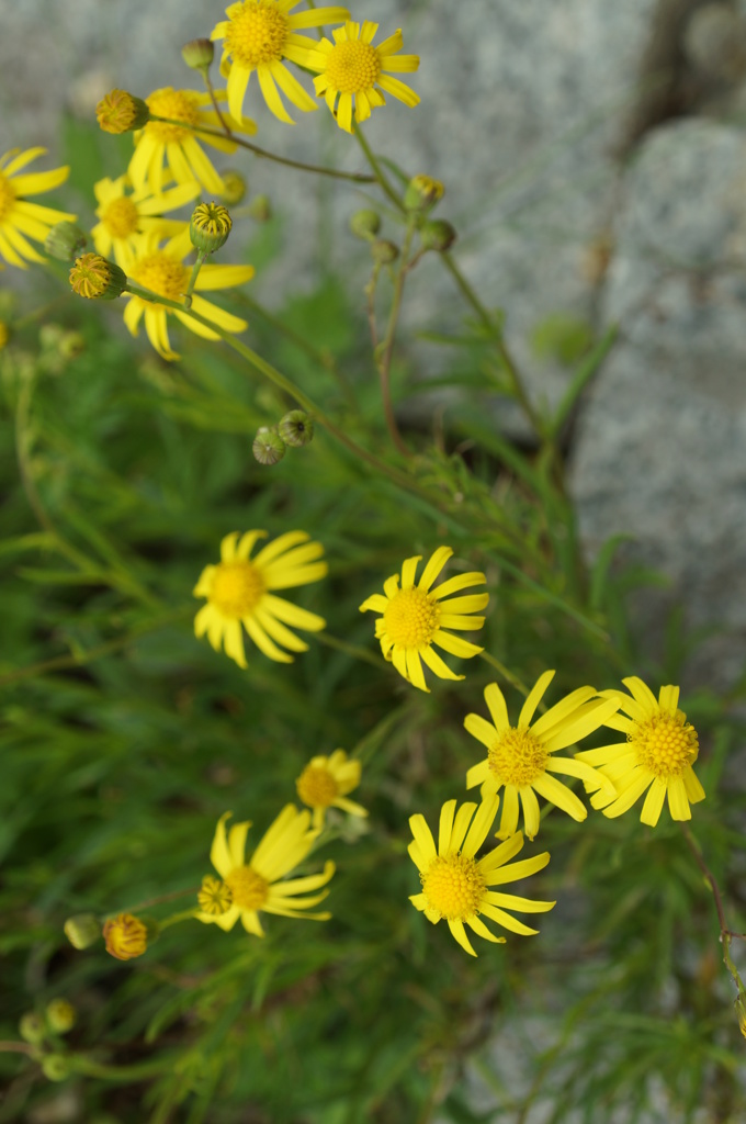 庭の花