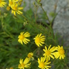 庭の花