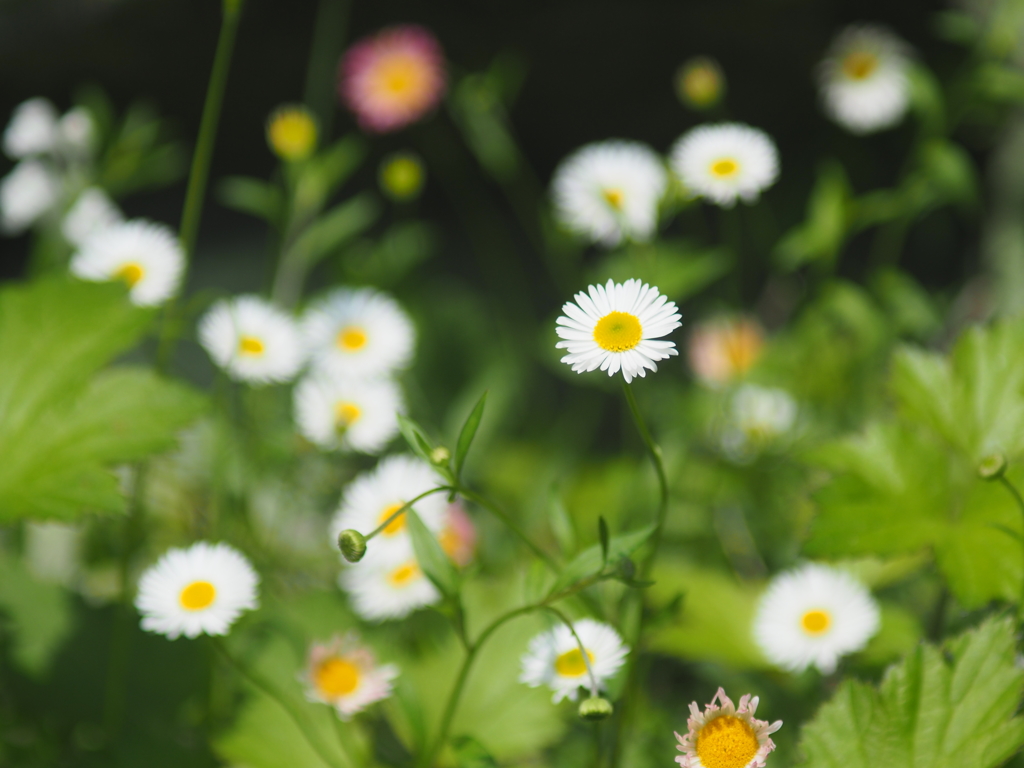 庭の花
