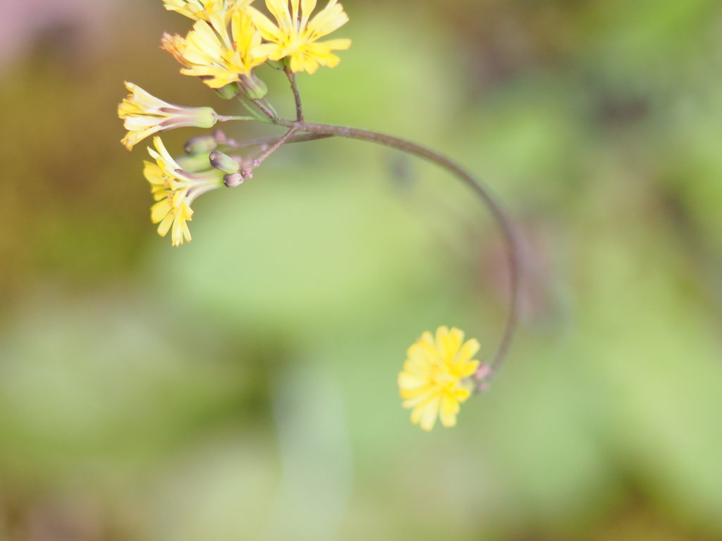庭の花