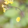 庭の花