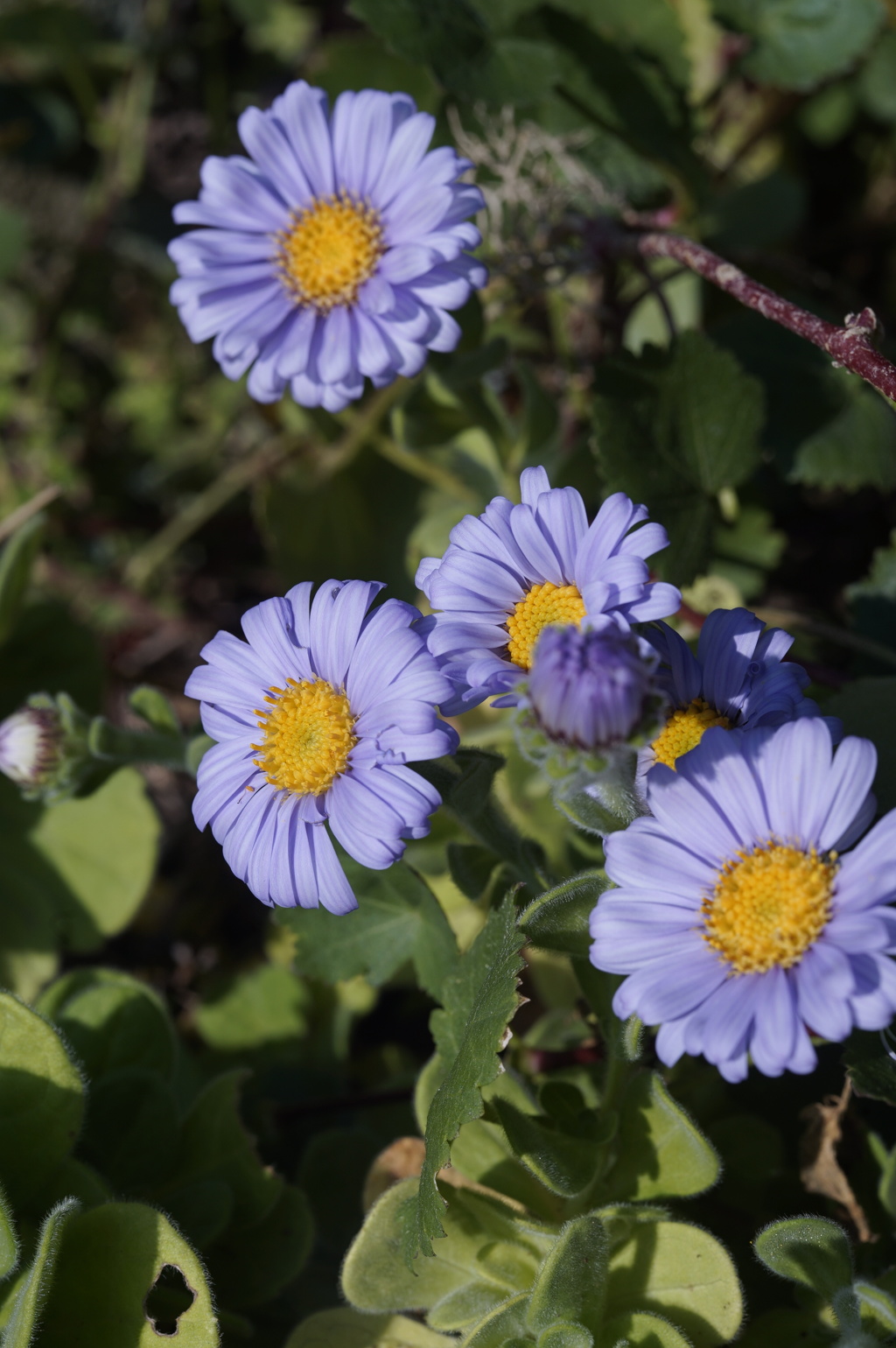 庭の花