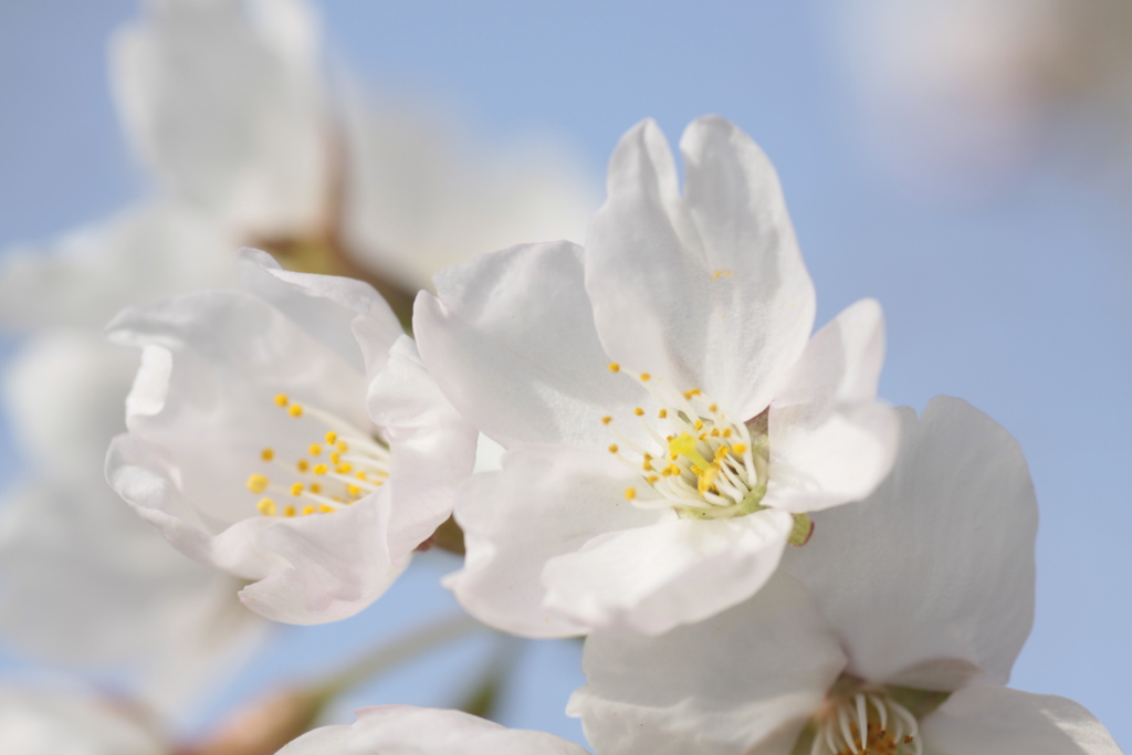 川沿の桜