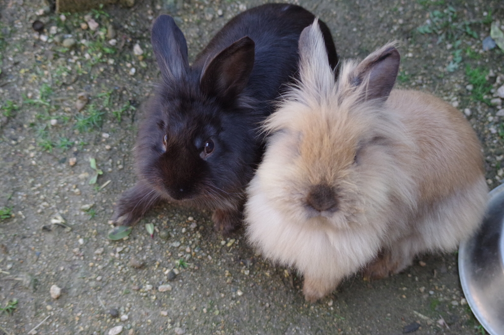 動物園の兎