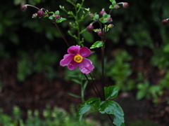 庭の秋明菊