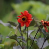 庭の花