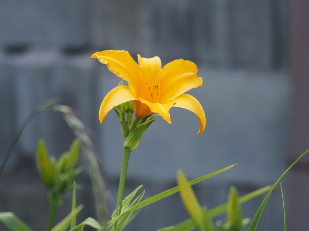 庭の花
