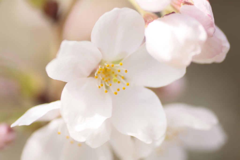 川沿の桜