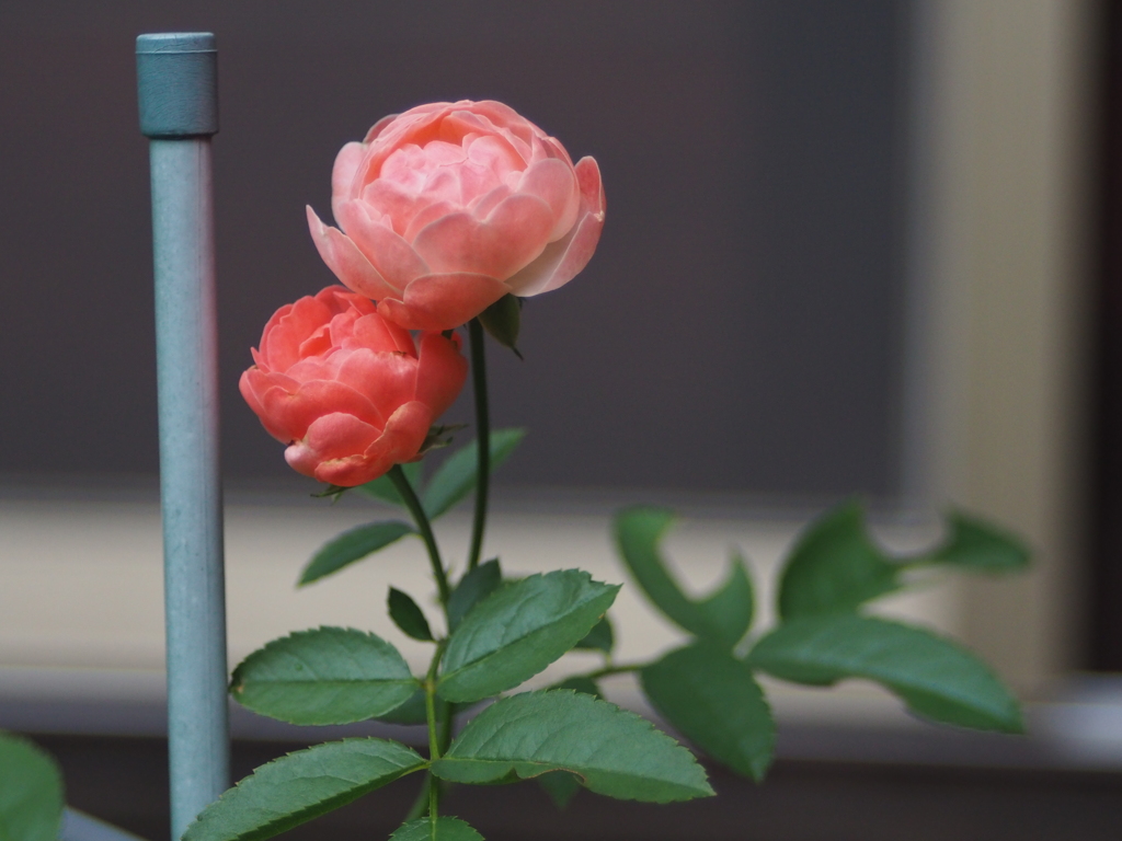 庭の薔薇