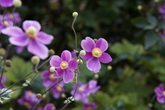 庭の秋明菊