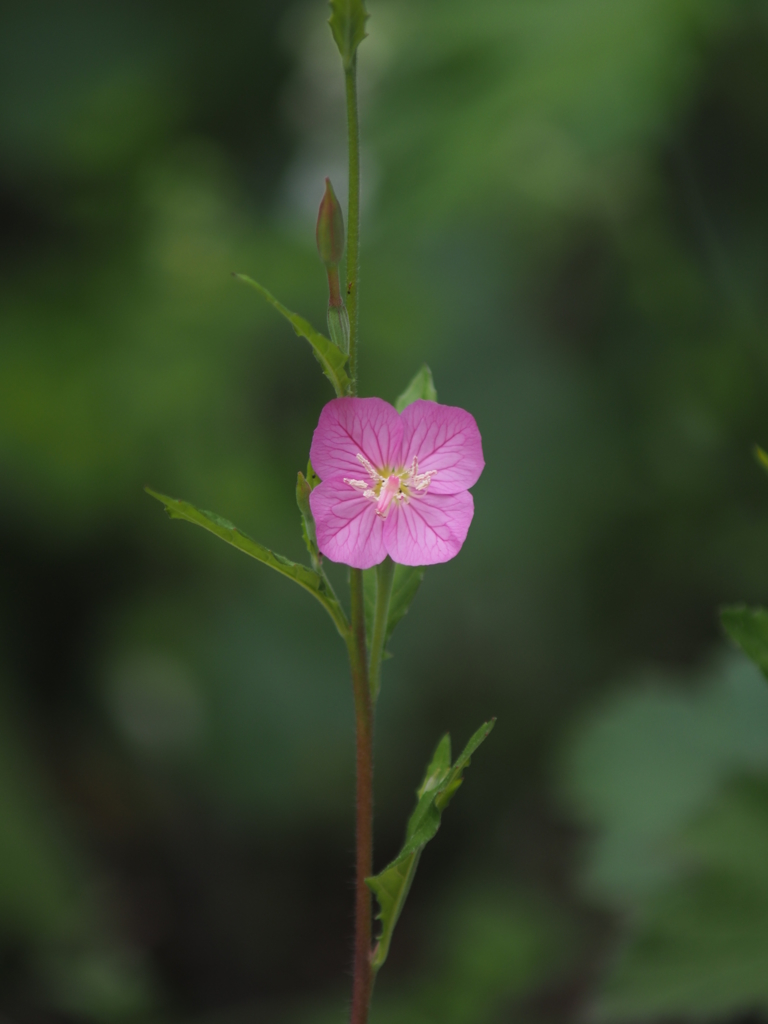 庭の花