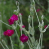 庭の花