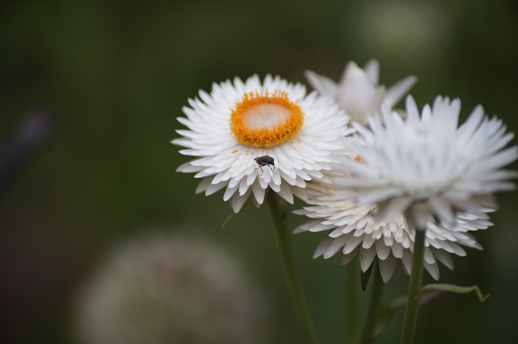 庭の花