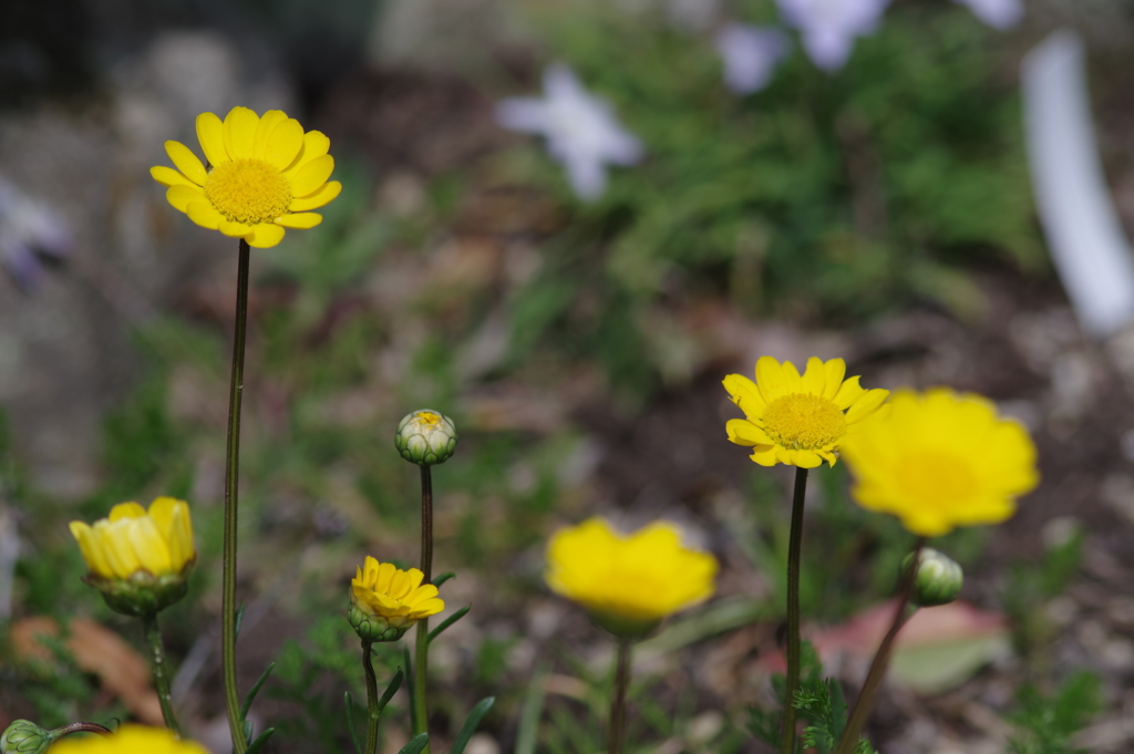 庭の花