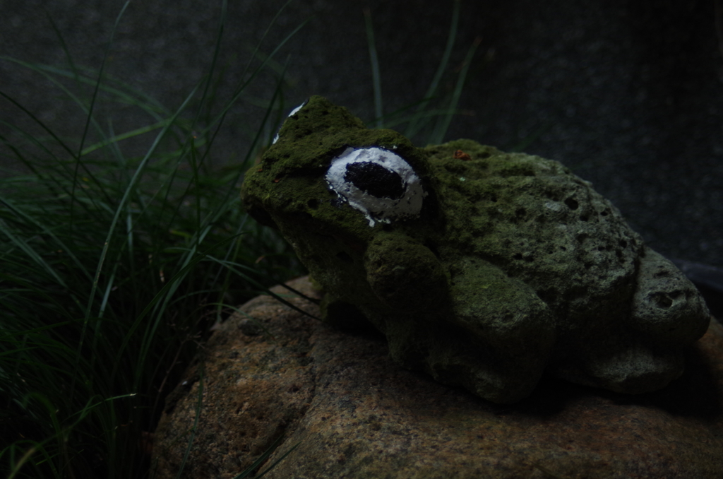 庭の石蛙