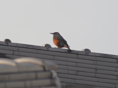 屋根の鳥