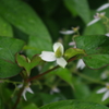 庭の蕺草