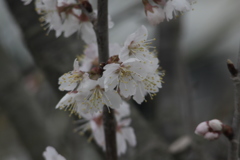 庭の実桜