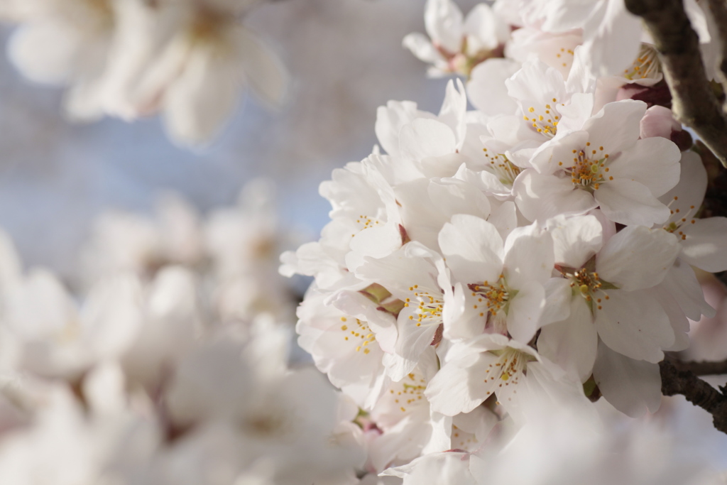 川沿の桜