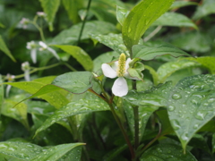 庭の蕺草