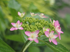 庭の紫陽花